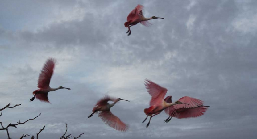 pink flamingos take flight amid gray skies 